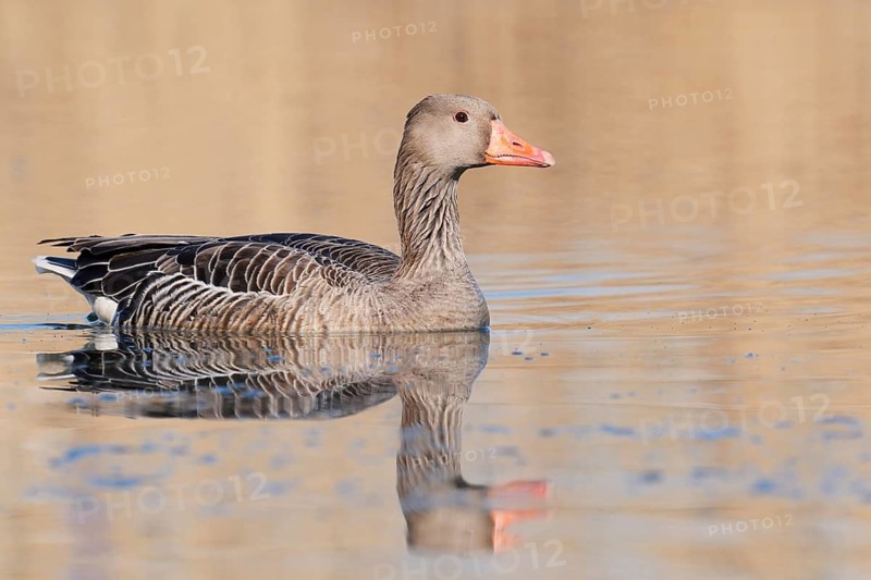 Greylag goose (Anser anser), swimming with its reflection, North Rhine-Westphalia, Germany