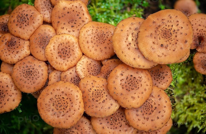 Armillaria ostoyae, Armillaria polymyces, Armillaria solidipes, brown honey mash, dark honey mash, common honey mash, softwood honey mash, fungi, fungi, mushrooms