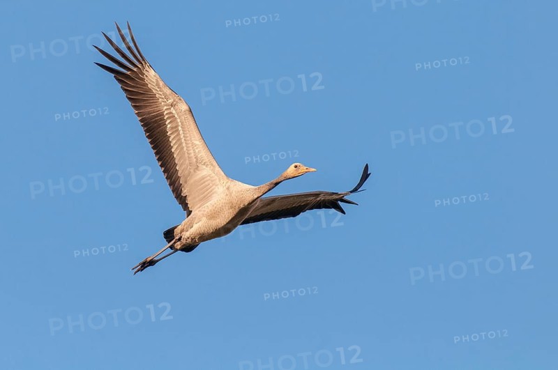 Flying crane (Grus grus), juvenile, Groß Mohrdorf, Lower Saxony, Germany