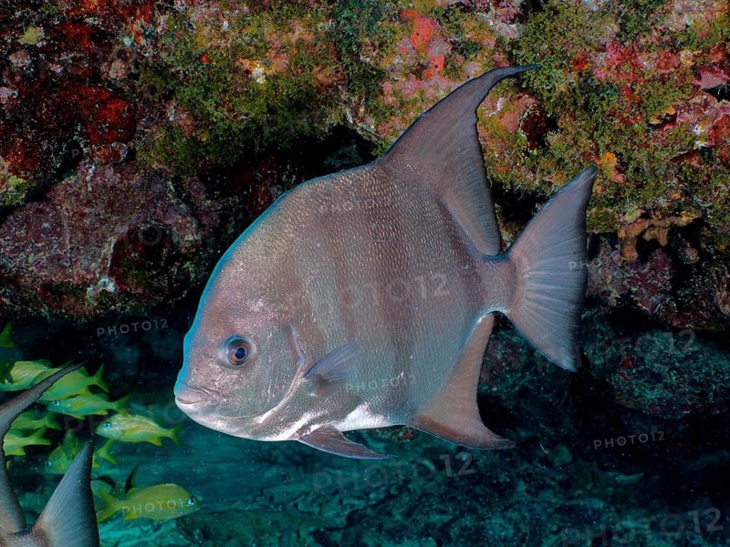A solitary Atlantic spadefish (Chaetodipterus faber) swims in front of a colourful coral reef wall, surrounded by other marine life, at the John Pennekamp Coral Reef State Park dive site, Key Largo, Florida Keys, Florida, USA