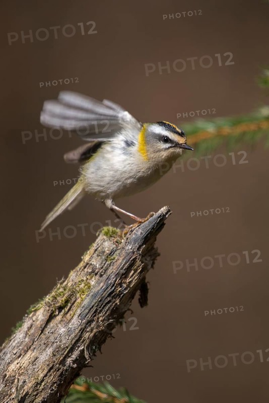 Common firecrest, golden chicken, Regulus ignicapillus, golden grouse, birds, high size, portrait format, passeri, songbirds, birds
