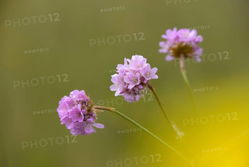 Armeria, Armeria Maritima var. Bottendorfensis, Bottendorfer grass clove, grass clove, flora, plants, plants, sea pink, sea thrift, thrift