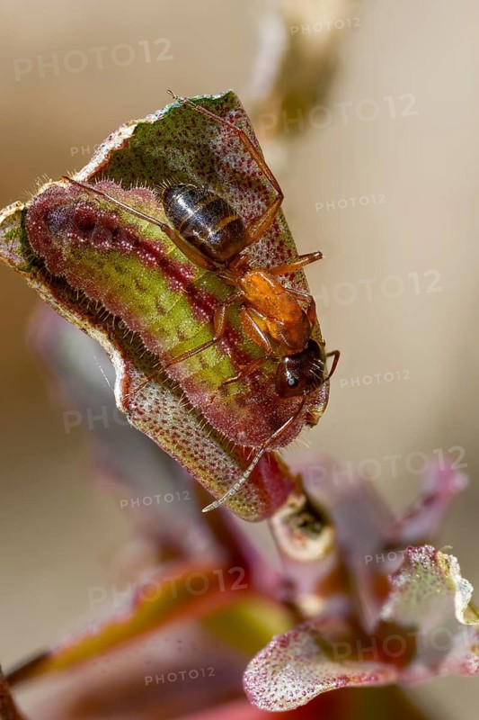 Ants, ant, brown-black wood ant, brown-black horse ant, camponotus ligniperdus, chequered blue, great-hen blue, formicidae, hymenoptera, large carpenter ant, rose ant, scolitantides orion, butterfly, high size, inchworm, insects, caterpillar, butterflies, butterflies, butterflies, butterflies, butterflies