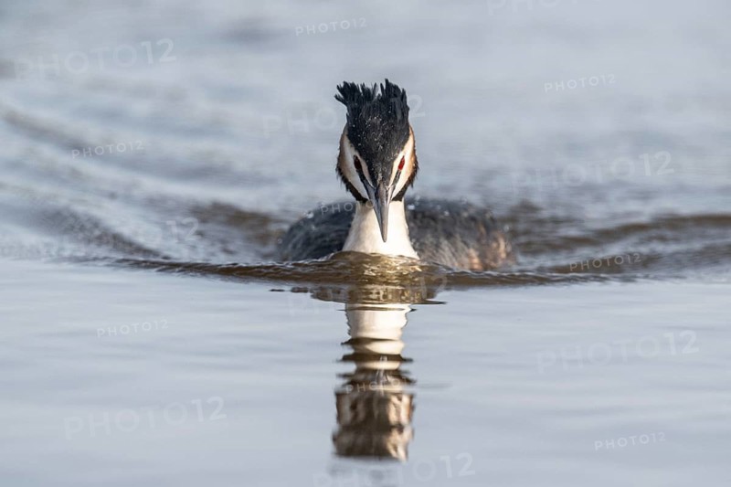 Great Crested Grebe (Podiceps cristatus), Emsland, Lower Saxony, Germany