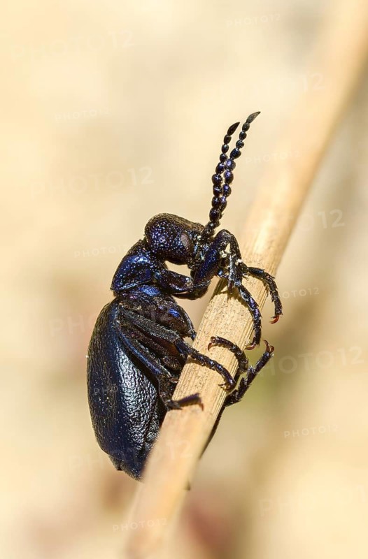 Black oil beetle, meloe proscarabäe, black-blue oil beetle, black mayworm, beetle, coleoptera, high size, portrait format, insects, beetles, oil beetles, oil beetles