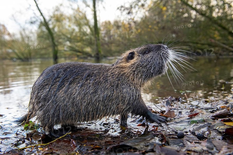 Nutria (Myocastor coypus) in a body of water, Osnabrück, Lower Saxony, Germany