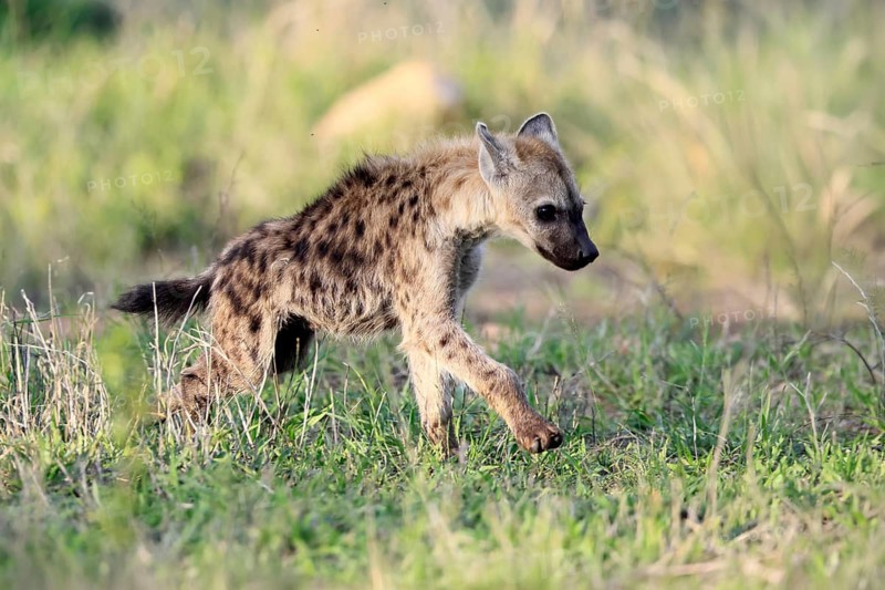 Spotted hyena (Crocuta crocuta), subadult, young animal, running, Kruger National Park, South Africa