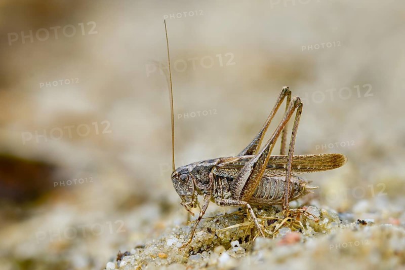 Grey bush cricket, deciduous locusts, platycleis albopunctata, tettigonioidea, western bite scare, ensifera, grasshoppers, grasshoppers, insects, long-feeler scares, male