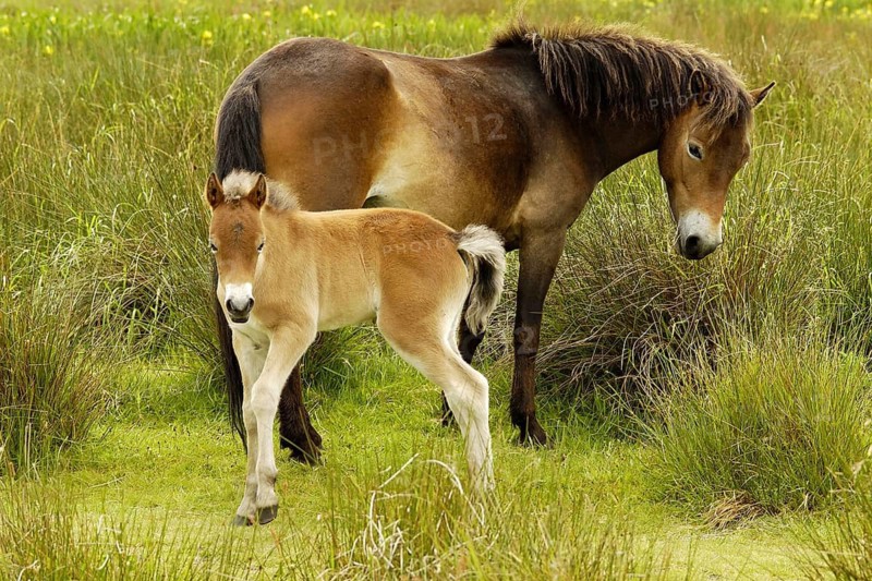Mare with foal - Exmor pony, Texel island, Netherlands