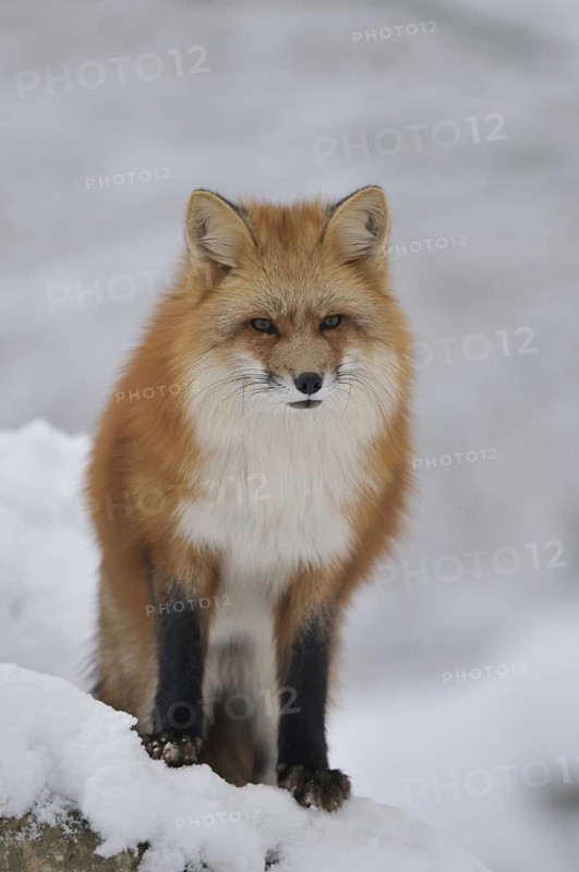 Red fox, animal, animals, beast of prey, beasts of prey, camera view, eye contact, canids, carnivores, carnivores, carnivores, an animal, individual animal, single animal, eye contact, mythical animal, fauna, fauna of Germany, fauna of Germany, frontal, frontal view, fox, foxes, furred game, game animals, ground game, head and portrait, head and shoulders portraits, head shot, head shots, headshots, portrait format, dog-type, season, seasons, head and shoulder portrait, head and shoulder portraits, looking at camera, looking toward camera, mammal, mammals, one animal, portrait, portrait photography, portrait photo, portrait photos, portraits, portrait, portrait photography, portrait photography, portrait photo, portrait photos, portraits, predator, predators, predators, predators, predators, predators, predators, predators, red foxes, mammal, mammals, snow, season, seasons, single animal, single animals, snow, animal, animals, vertical format, from the front, front
