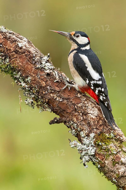 Great Spotted Woodpecker (Dendrocopos major), adult male on a tree, Castilla Leon, Spain
