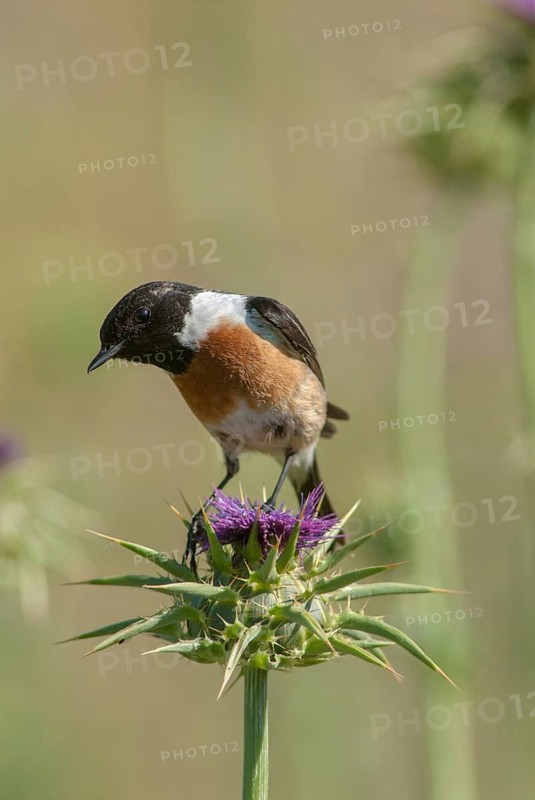 Saxicola Torquata, Blackthroats, Stonechat, Birds, Extremadura, High Size, Portrait, Male, Passeri, Songbirds, Spain, Birds