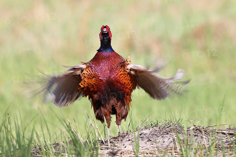Pheasant, hunting pheasant (Phasianus colchicus), adult male bird during mating call in a meadow, territory demarcation, wildlife, Lembruch, Ochsen Moor, Dümmer nature park Park, Lower Saxony, Germany