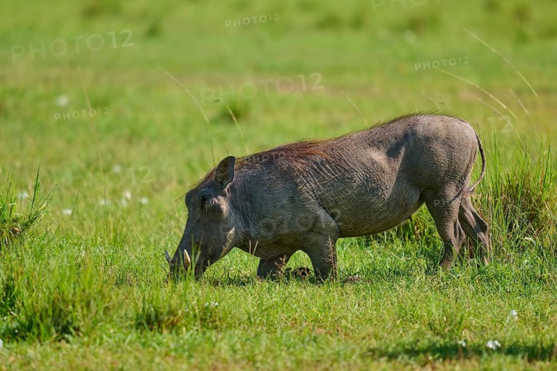A warthog grazes on a green meadow in its natural habitat, warthog (Phacochoerus africanus), Masai Mara National Reserve, Narok County, Kenya