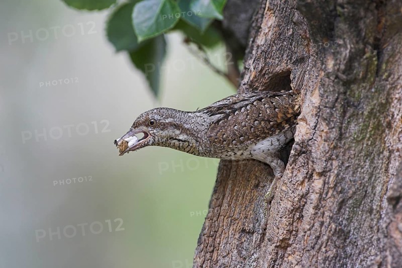 Animals, birds, Lake Neusiedl, Austria, wryneck (Jynx torquilla) with a pellet, cleaning its nesting cavity, Austria, Lake Neusiedl, Austria