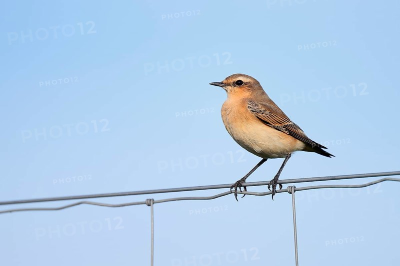 A wheatear (Oenanthe oenanthe) perched on a fence, North Rhine-Westphalia, Germany
