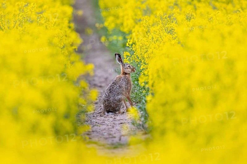 European brown hare (Lepus europaeus) foraging in flowering rapeseed field in spring