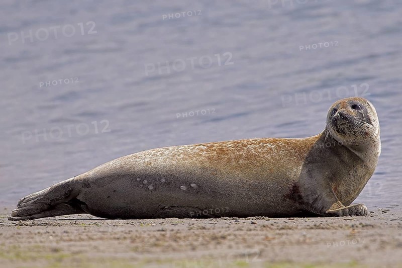 Animals, mammals, Heligoland, seal (Pocha vitulina)