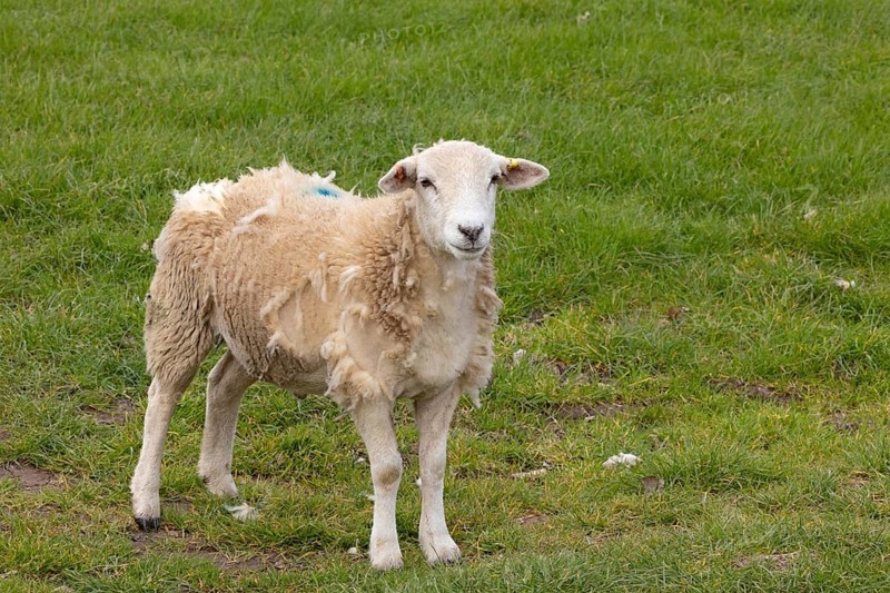 Sheep looking at camera, Alveston, Stratford-upon-Avon, Warwickshire, England, Great Britain