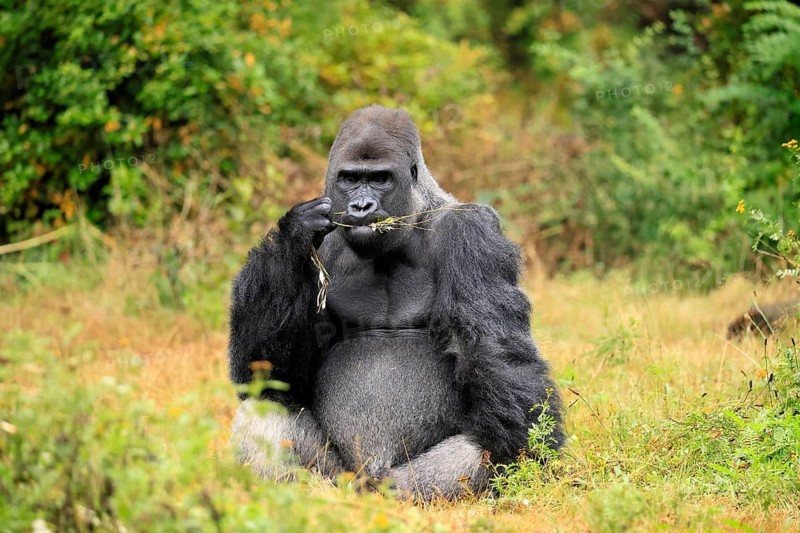 Western gorilla (Gorilla gorilla), adult, male, silverback, sitting on the ground, eating