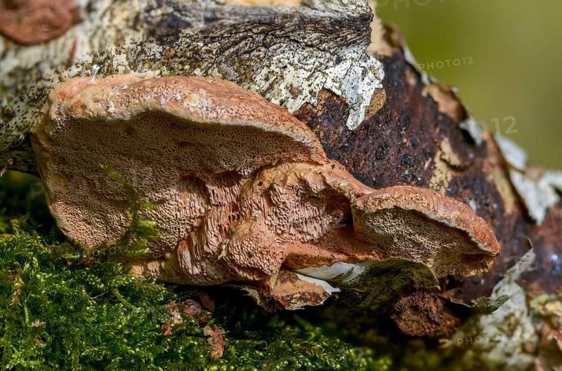 Hapalopilus nidulans, Hapalopilus rutilans, cinnamon-colored soft porling, cinnamon bracket, fungi, mushrooms, porling, purple dye polypore, tender nesting polypore