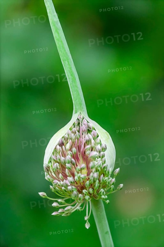 Elephant garlic (Allium ampeloprasum), Germany