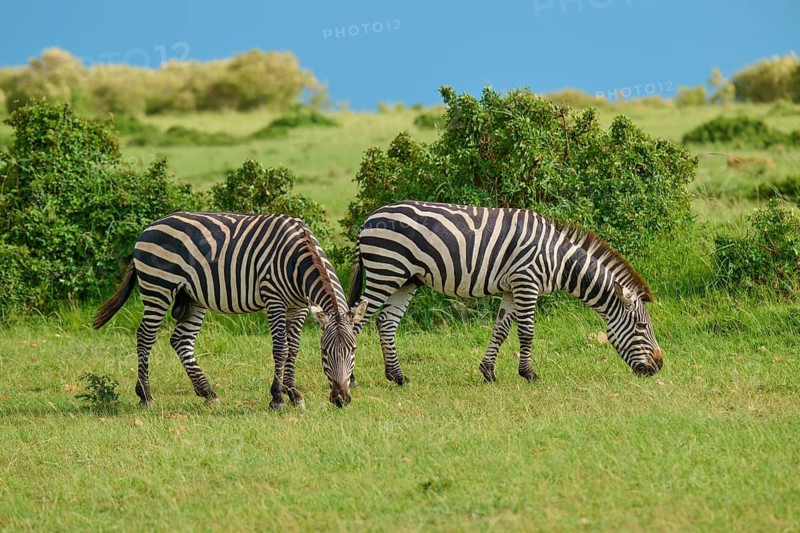 Two zebras are grazing in the vast green savannah beneath a clear blue sky: Quagga (Equus quagga), Masai Mara National Reserve, Narok County, Kenya