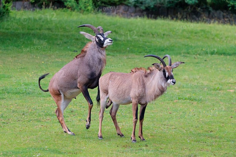 A male is mating with a female roan antelope (Hippotragus equinus) in a green meadow. South Africa