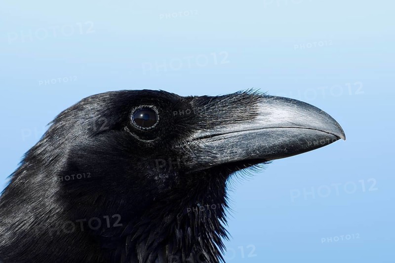 African Northern Raven (Corvus corax tingitanus), portrait, Fuerteventura, Canary Islands, Spain