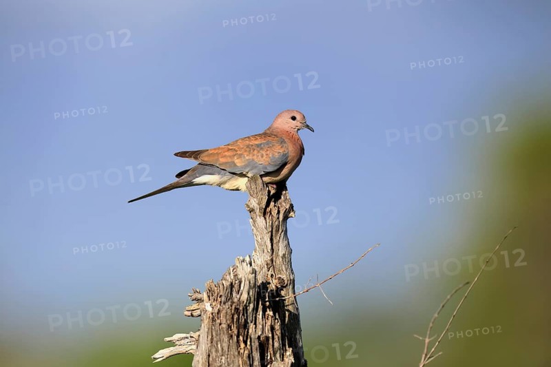 Senegal Palm Dove (Spilopelia senegalensis), adult, perched on a perch, alert, Kruger National Park, South Africa
