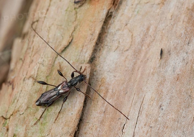 Dark-shelled short-blanket buck, spruce short-blanket buck, small wasp buck, molorchus minor, short-winged longhorn beetle, beetle, longhorn beetle, coleoptera, insects, beetles