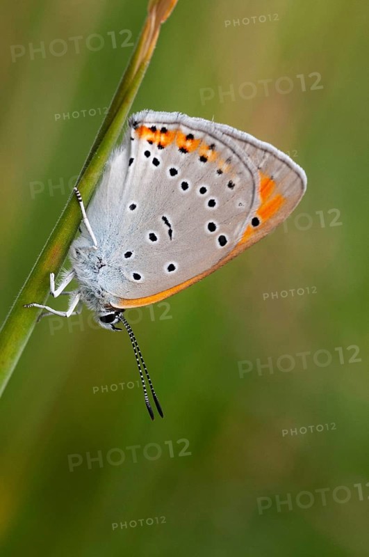 Large fire butterfly, large copper, lycaena dispar, butterfly, high size, portrait format, insects, butterfly, butterflies