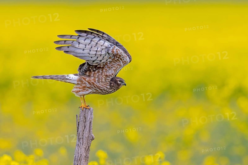 Montagu's harrier (Circus pygargus) adult female taking off from wooden fence post along rapeseed field in spring