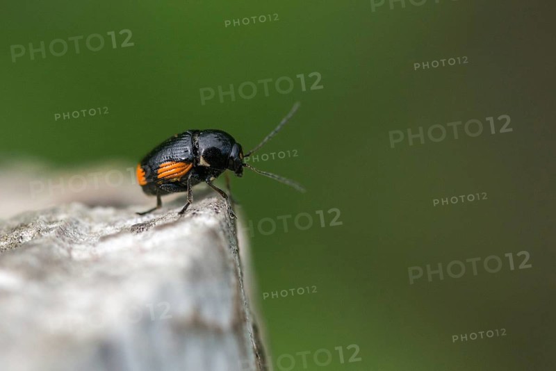 Leaf beetle, chrysomelidae, cryptocephalinae, cryptocephalus moraei, drop beetle, yellow-black leaf beetle, St. John's wort drop beetle, transverse-striped pot beetle, beetle, coleoptera, insects, beetles