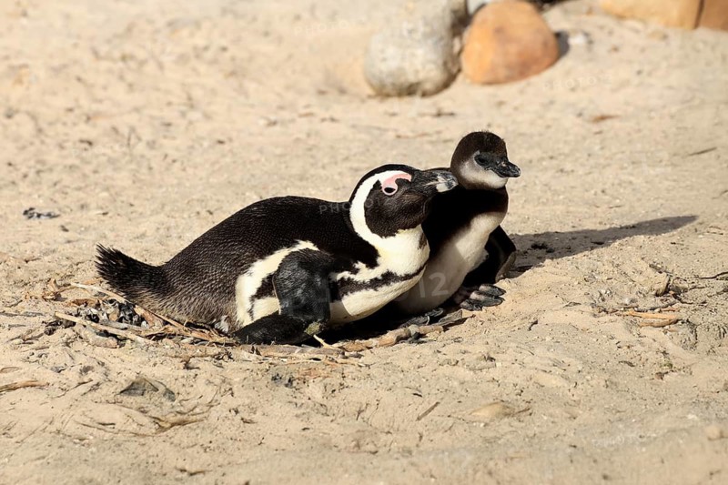 African penguin (Spheniscus demersus), adult, juvenile, chick, nest, beach, Boulders Beach, Simonstown, Western Cape, South Africa, Africa, Germany
