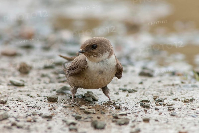 Crag martin, rock swallow, ptyonoprogne rupestris, birds, extremadura, nest building, passeri, swallows, songbirds, Spain, birds