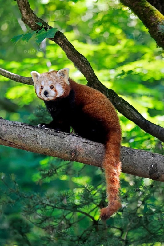 Western Red panda (Ailurus fulgens), adult, on tree, Himalayas, Central Asia