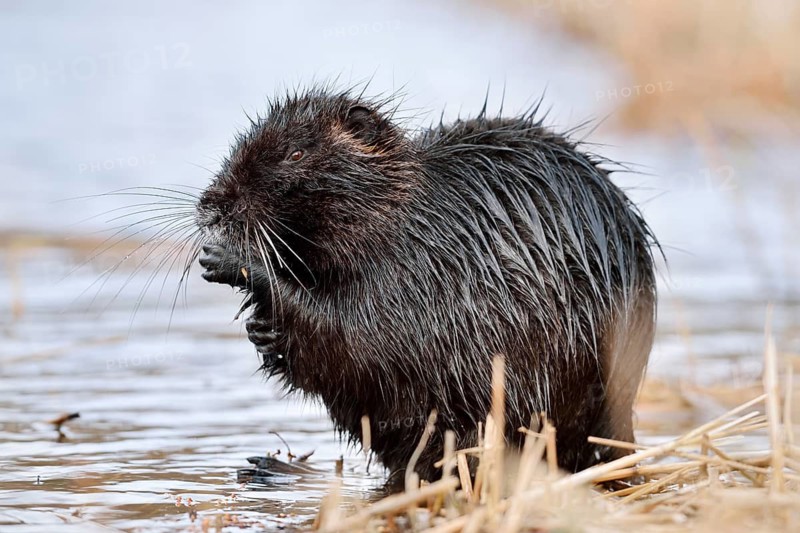Nutria or coypu (Myocastor coypus) grooming itself on the riverbank, North Rhine-Westphalia, Germany, an invasive species in Europe