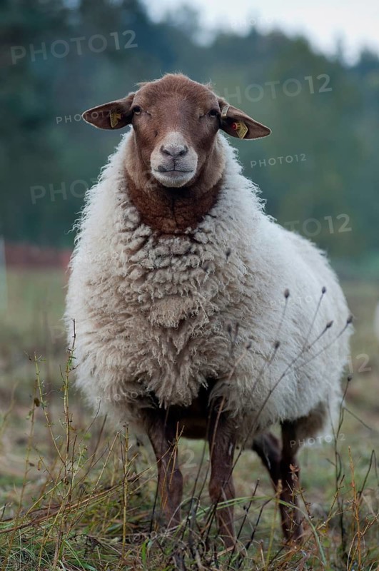 Artiodactyla, Coburg fox sheep, domestic sheep, even-toed ungulate, house sheep, Ovis Gmelini aries sspec.4, cloven-hoofed, domesticated animals, extensive grazing, pet, high size, portrait format, mammals, sheep, sheep, mammals, wild pastures