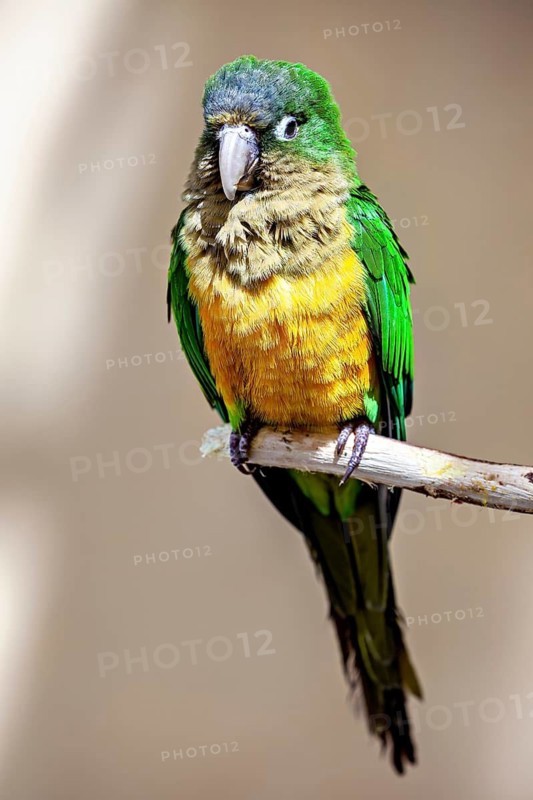 A single parrot is depicted in great detail perched on a branch: the cactus parakeet, also known as the Caatinga parakeet, in an aviary in Petrolina, Brazil (Eupsittula cactorum)