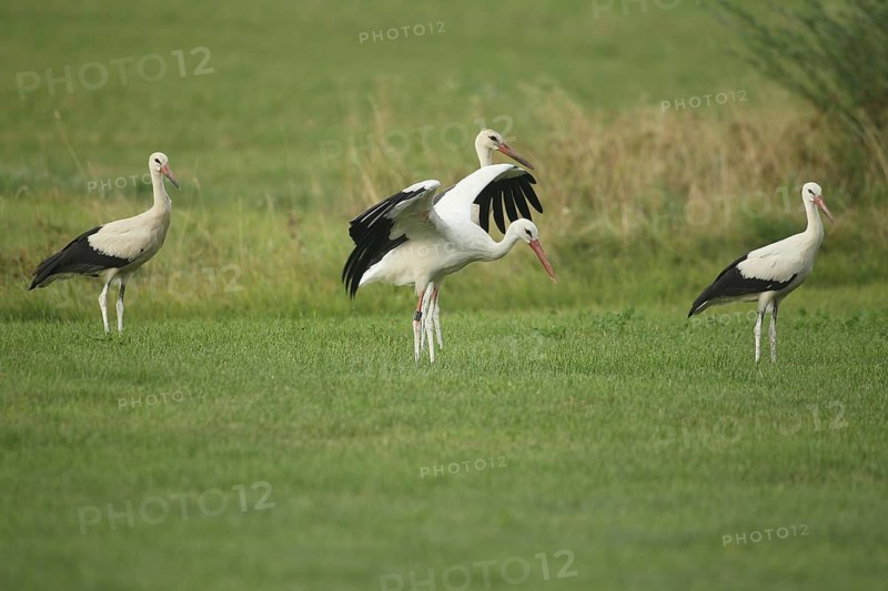White stork (Ciconia ciconia) foraging in a meadow, the one in the middle has an identification ring on its leg, Allgäu, Bavaria, Germany