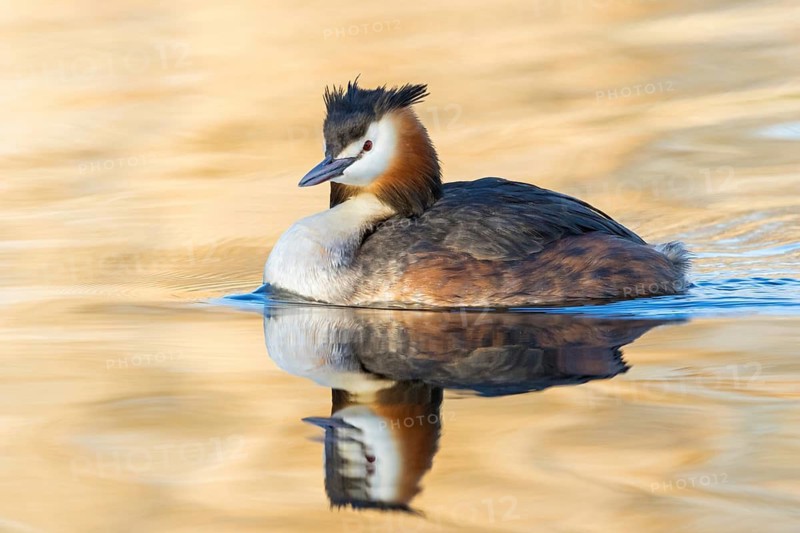 A great crested grebe swimming in the water, (Podiceps Scalloped ribbonfish), animals, birds, waterfowl, grebe family, side view, NSG Wagbachniederung, Waghäusel, Baden-Würrttemberg, Federal Republic of Germany