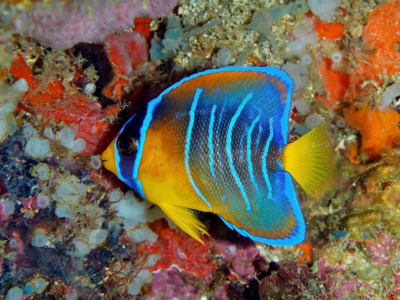 Colourful angelfish with striking blue stripes, juvenile Diadem Angelfish (Holacanthus ciliaris), on the coral reef, Coral Garden dive site, Puerto Viejo de Talamanca, Limón, Costa Rica, Caribbean, Atlantic Ocean
