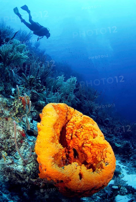 Diving in the Caribbean, Caribbean, Central America