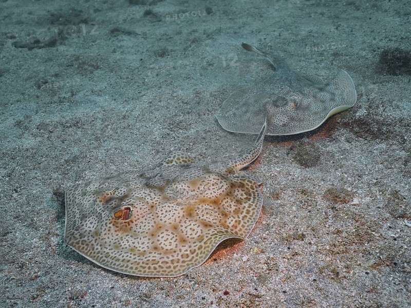Two leopard stingrays (Urobatis pardalis) are resting side by side on the sandy seabed at the Sombrero Reef dive site, Playa Flamingo, Costa Rica, Pacific Ocean