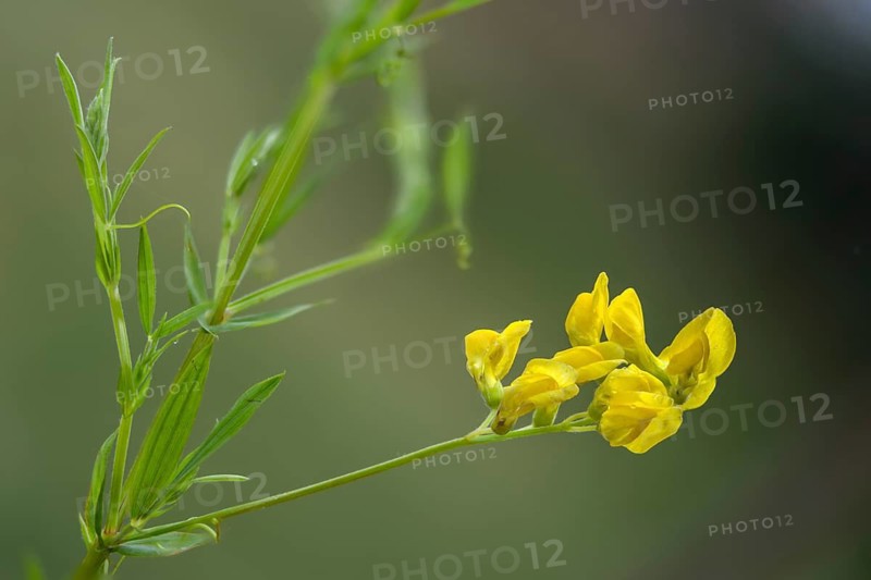 Lathyrus pratensis, sweet pea, meadow pea, flora, meadow pea, meadow vetchling, plants, yellow pea