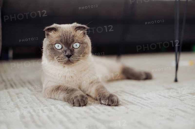 A fluffy scottish fold cat with striking blue eyes rests comfortably on a light rug in a home setting