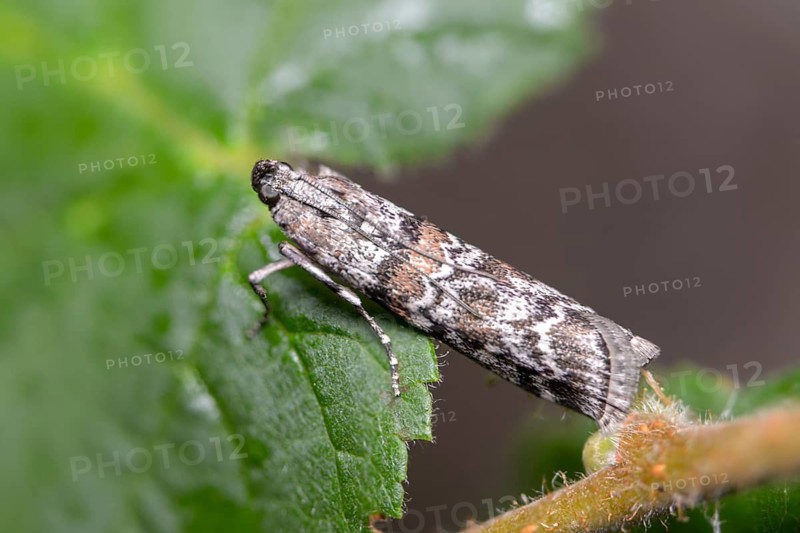 Dark pine knot horn, dioryctria abietella, spruce cone moth, insects, moths, moths, butterflies