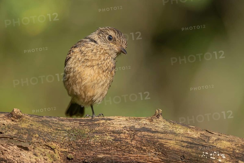 A young stonechat (Saxicola rubicola), European stonechat. The sun is shining and there is grass all around. The bird looks around. Bas-Rhin, Alsace, France