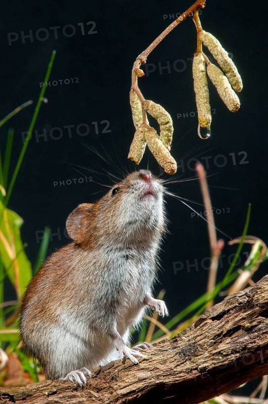 Bank vole, Clethrionomys glareolus, myodes glareolus, rodents, rodentia, rubella, wood vole, high size, portrait format, mammals, mouse, muroids, rodents, mammals, vole